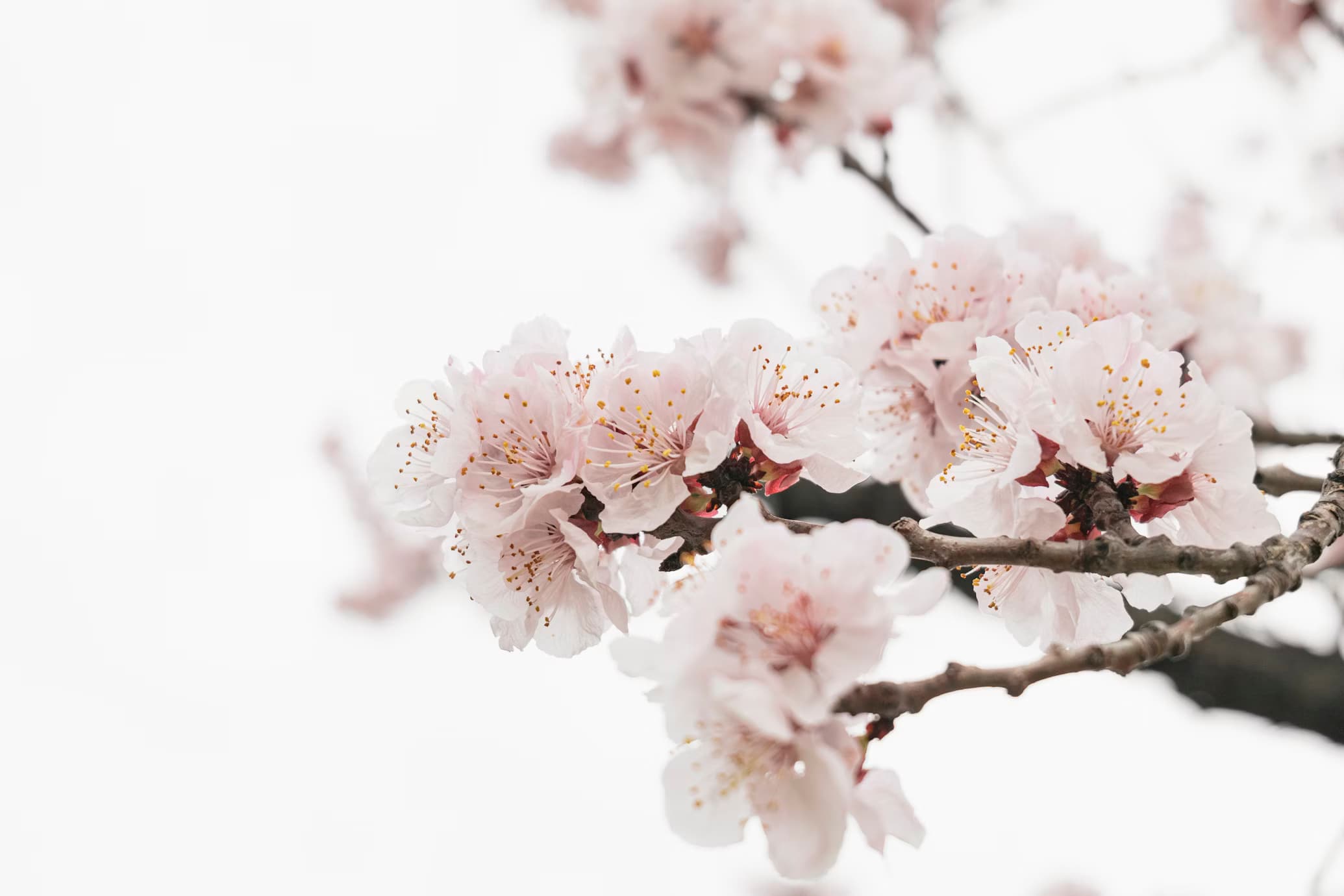Flowers Background